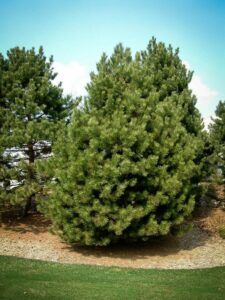 Сосна Чёрная (Pinus Nigra) купить по цене от 270.00р. в интернет-магазине «Посадика» с доставкой почтой в в Торопеце и по всей России – [изображение №1].