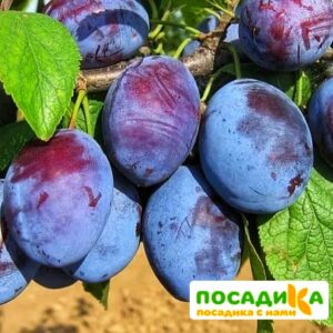 Слива Чачакская ранняя купить по цене от 229.00р. в интернет-магазине «Посадика» с доставкой почтой в в Торопеце и по всей России – [изображение №1].