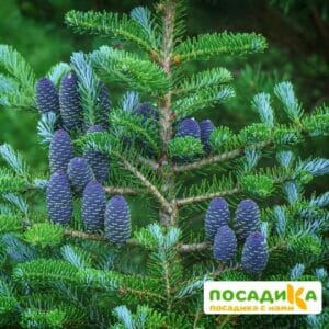 Пихта корейская (Abies koreana) купить по цене от 450.00р. в интернет-магазине «Посадика» с доставкой почтой в в Торопеце и по всей России – [изображение №1].