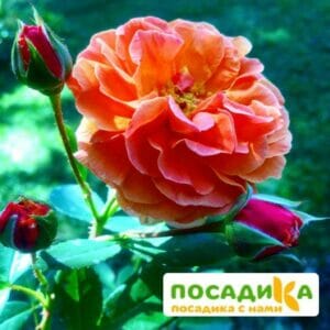 Роза Арабия купить по цене от 350.00р. в интернет-магазине «Посадика» с доставкой почтой в в Торопеце и по всей России – [изображение №1].