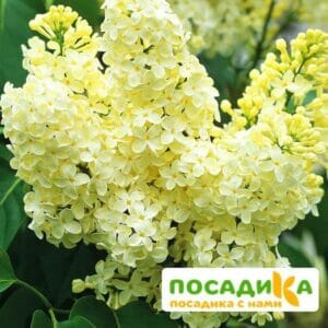 Сирень Примроуз (Primrose) купить по цене от 529.00р. в интернет-магазине «Посадика» с доставкой почтой в в Торопеце и по всей России – [изображение №1].