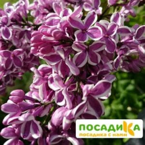 Сирень Сенсация купить по цене от 529.00р. в интернет-магазине «Посадика» с доставкой почтой в в Торопеце и по всей России – [изображение №1].