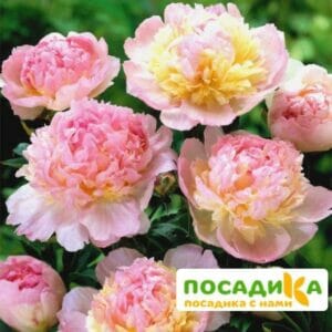 Пион Распберри Сандей (Paeonia Raspberry Sundae) купить по цене от 959р. в интернет-магазине «Посадика» с доставкой почтой в в Торопеце и по всей России – [изображение №1].