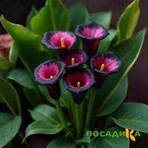 Калла Аура Лейс купить по цене от 400р. в интернет-магазине «Посадика» с доставкой почтой в в Торопеце и по всей России – [изображение №1].