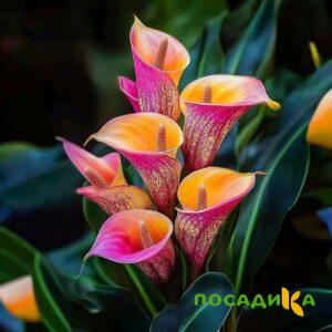 Калла Оникс купить по цене от 450р. в интернет-магазине «Посадика» с доставкой почтой в в Торопеце и по всей России – [изображение №1].