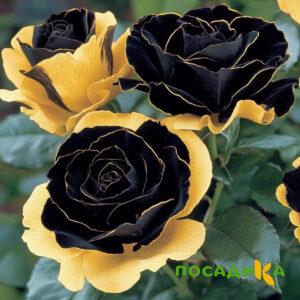 Роза Ханни Сикл купить по цене от 700р. в интернет-магазине «Посадика» с доставкой почтой в в Торопеце и по всей России – [изображение №1].