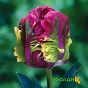Тюльпан Экзотик Хэвен купить по цене от 186р. в интернет-магазине «Посадика» с доставкой почтой в в Торопеце и по всей России – [изображение №1].